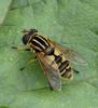 Helophilus pendulus